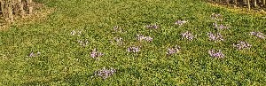 Crocuses2021b Crocuses2021b